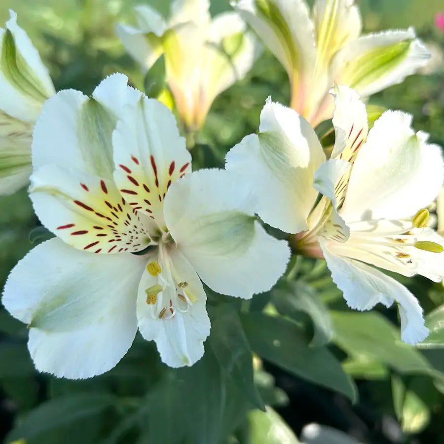 Alstroemeria