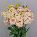 Lisianthus
