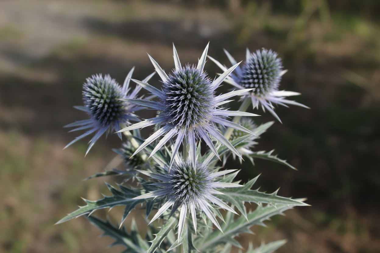 Eryngium