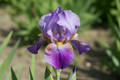 Iris