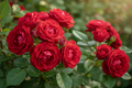 Roses